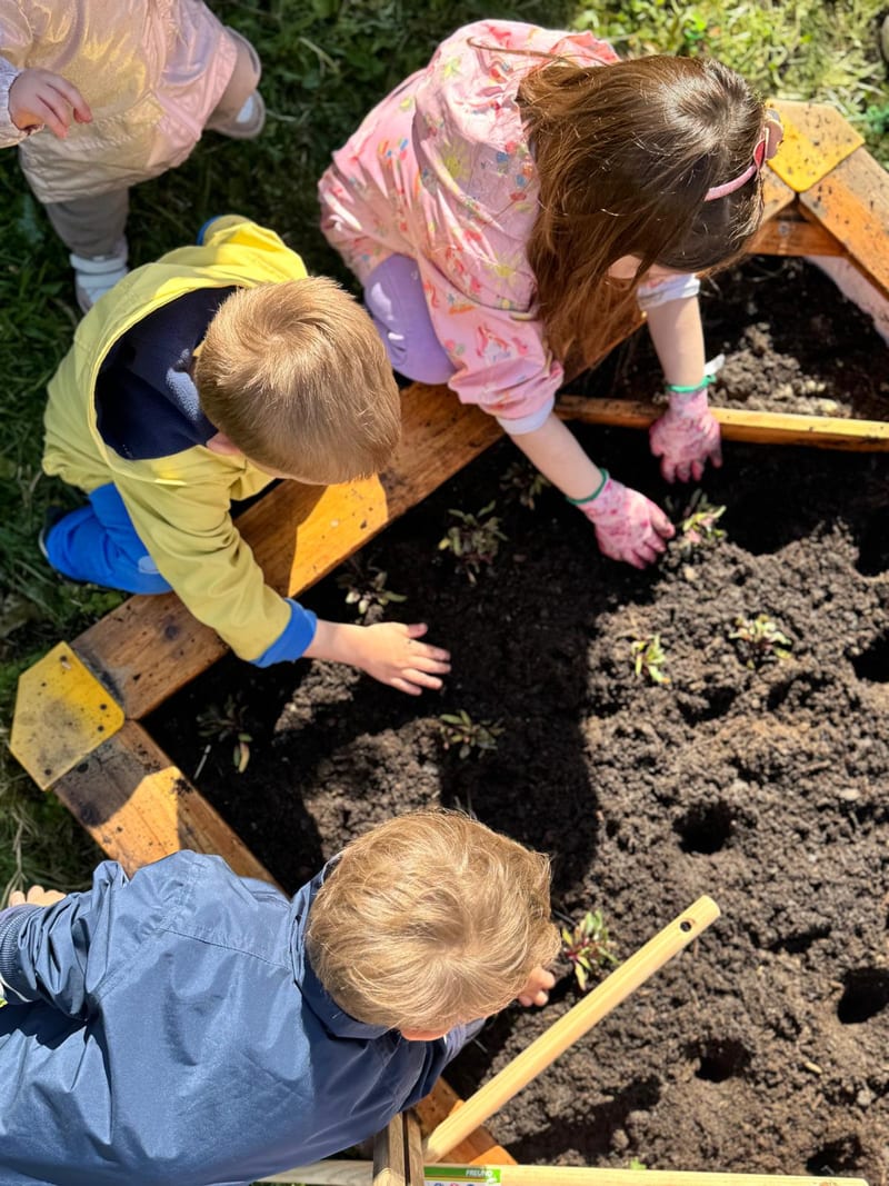 Activity in the yard